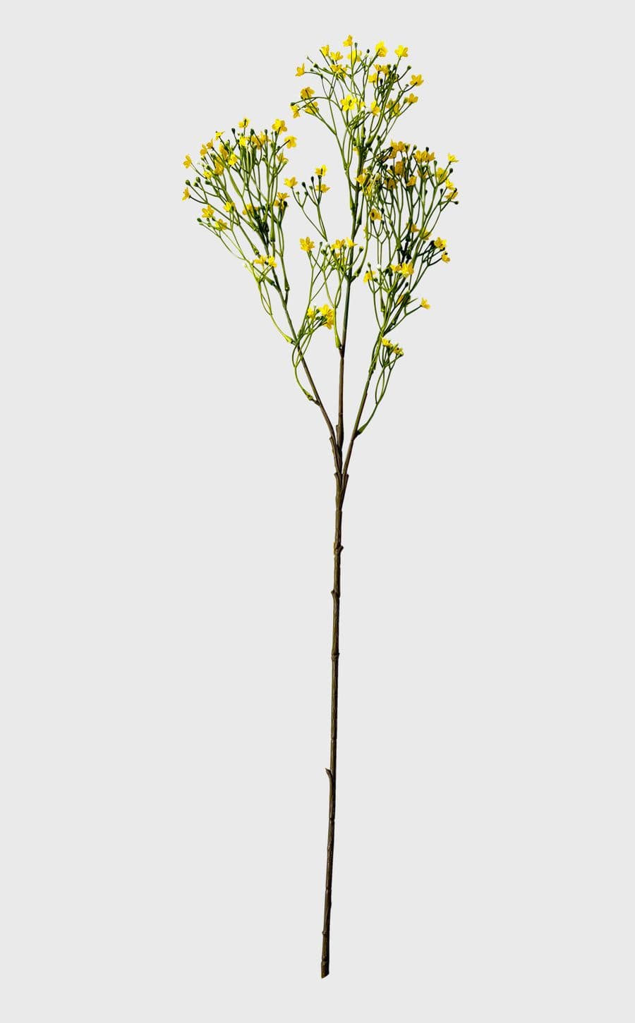 Baby Breath Stem