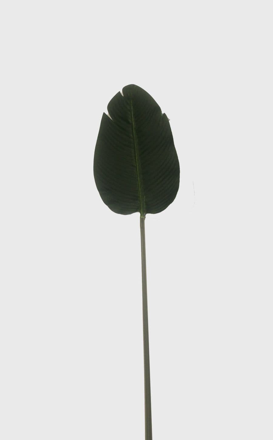Banana Leaf