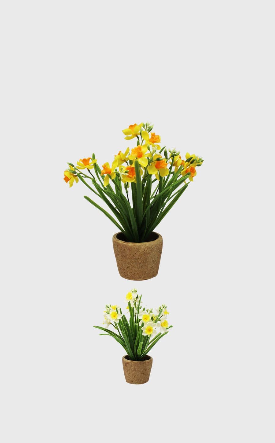 Daffodil Flower In Clay Pot