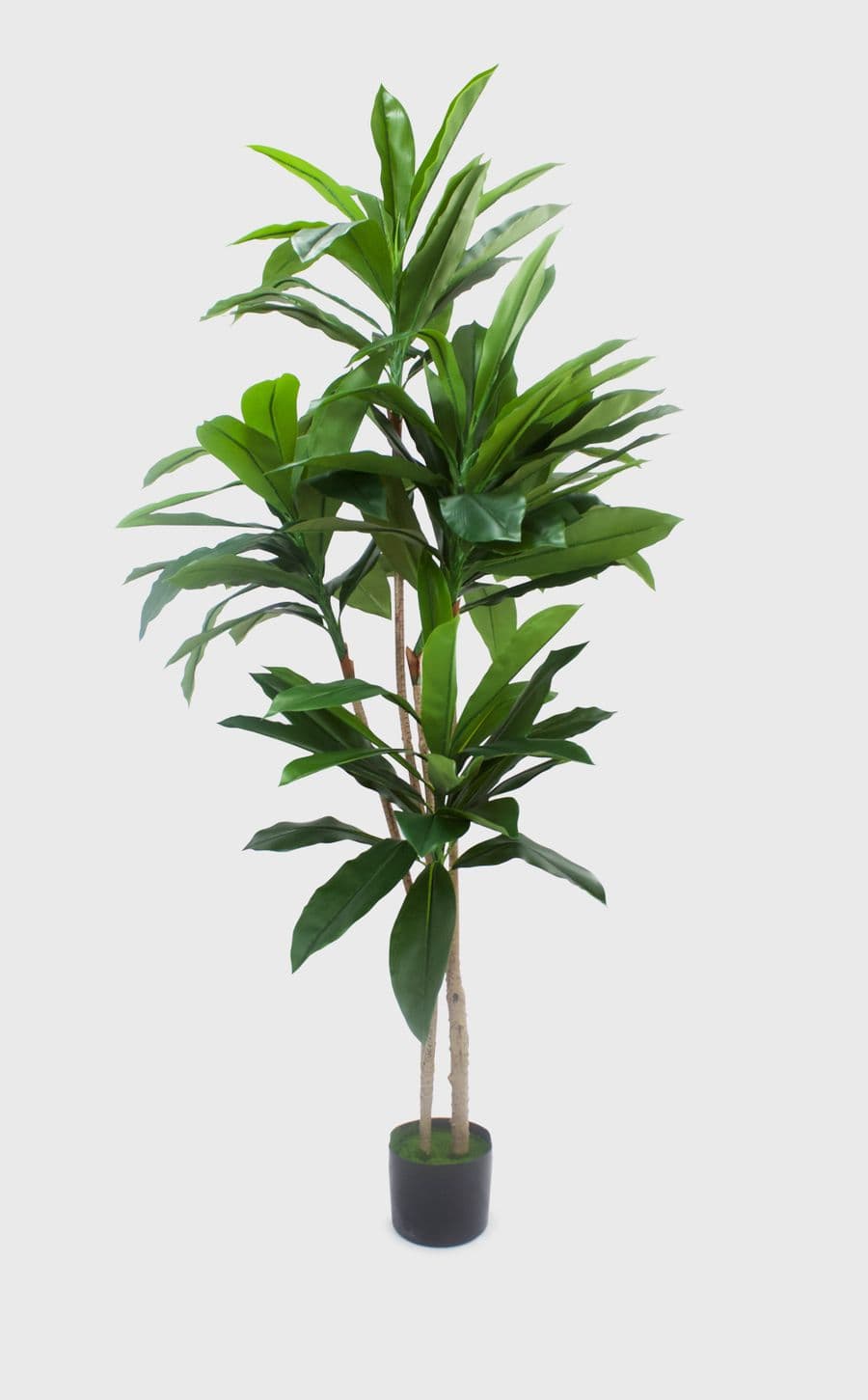 Evergreen Plant