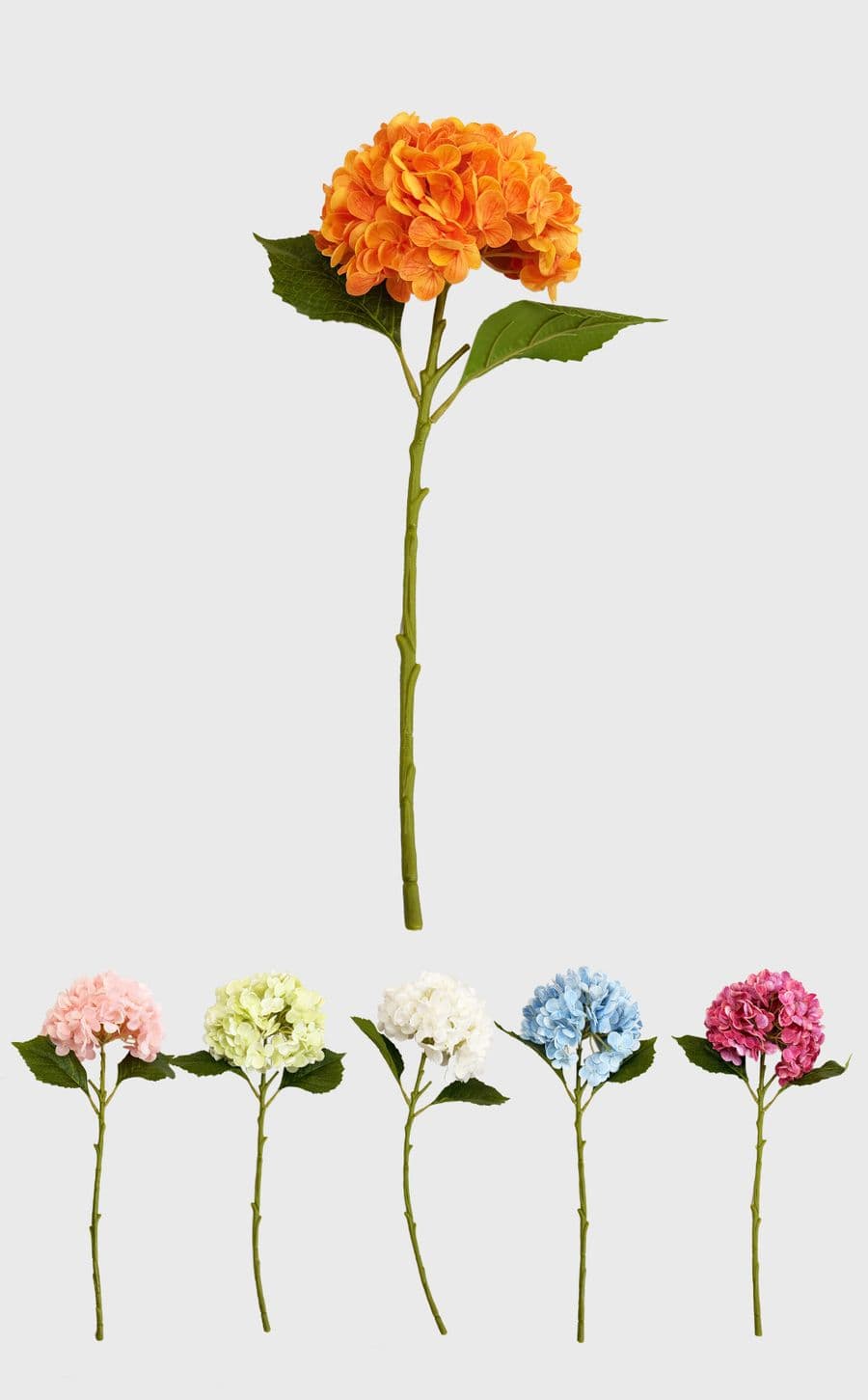 Hydrangea Flower
